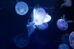 水に漂うクラゲのように　ゆらりゆられて三千里