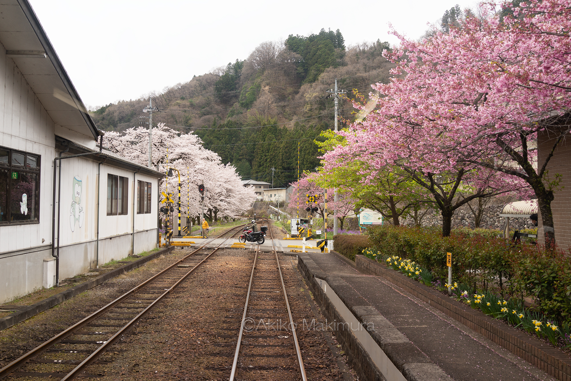 【２】桜の花びら舞う駅ナカ温泉　春爛漫の水沼駅　わたらせ渓谷鉄道の旅