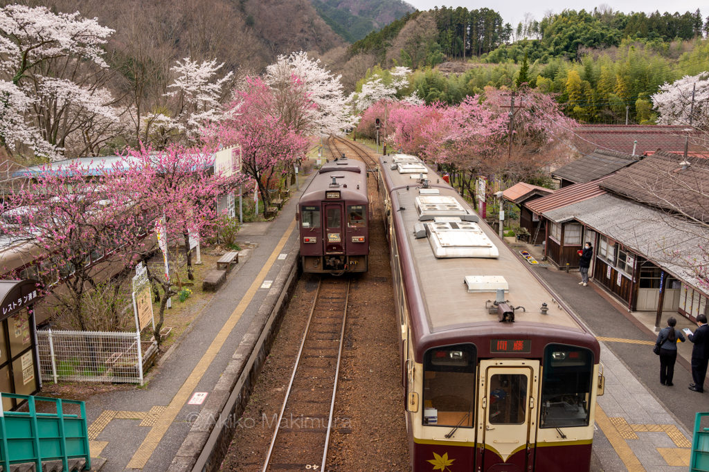 わたらせ渓谷鉄道の花桃咲く神戸駅