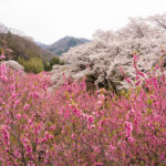 【５】花桃の植樹から20年　山間の桃源郷　わたらせ渓谷鉄道の旅