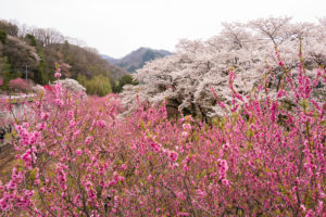 【５】花桃の植樹から20年　山間の桃源郷　わたらせ渓谷鉄道の旅