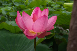 【前編】沼に咲く古代蓮、水中の不思議