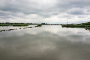 【後編】沼に咲く古代蓮、水中の不思議