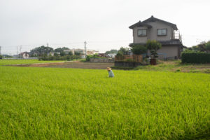 【３】幻の貨物線 安比奈線を歩く