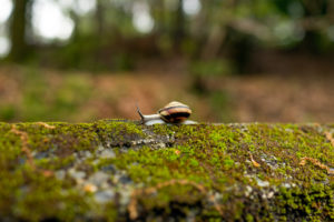 かたつむりのうた　琵琶湖疎水で恋矢を想ふ