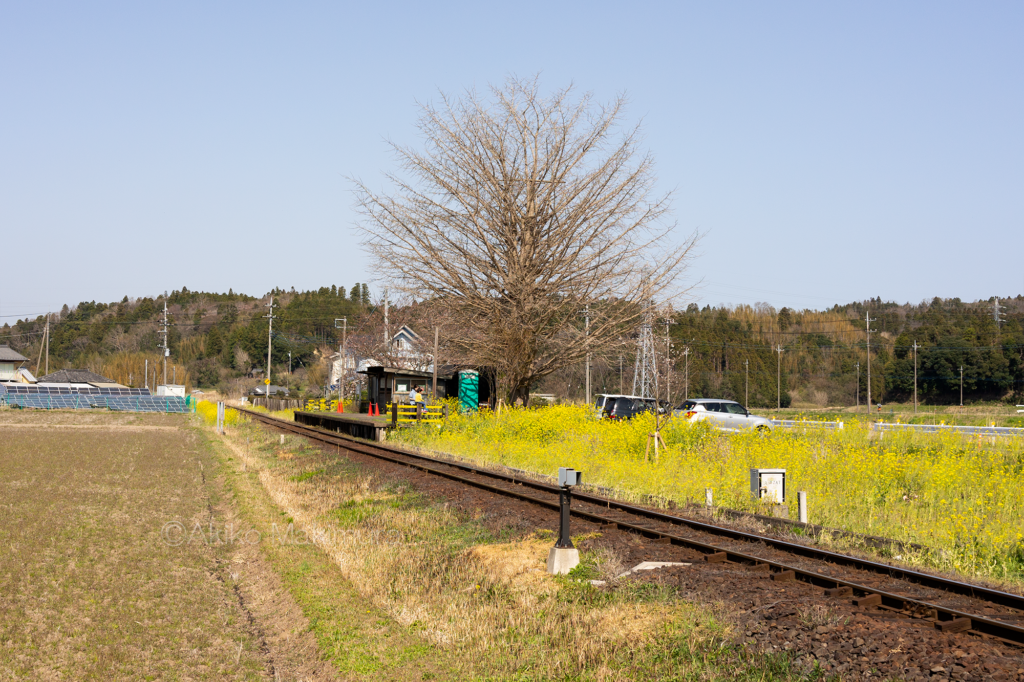 菜の花の咲く小湊鉄道の上総久保駅