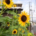【前編】旧入間川橋梁 土木遺産を訪ねて～西武池袋線