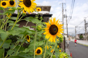 【前編】旧入間川橋梁 土木遺産を訪ねて～西武池袋線