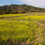 春の小湊鉄道　なの花畑をゆく