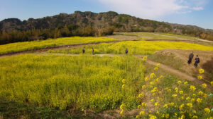 春の小湊鉄道　なの花畑をゆく