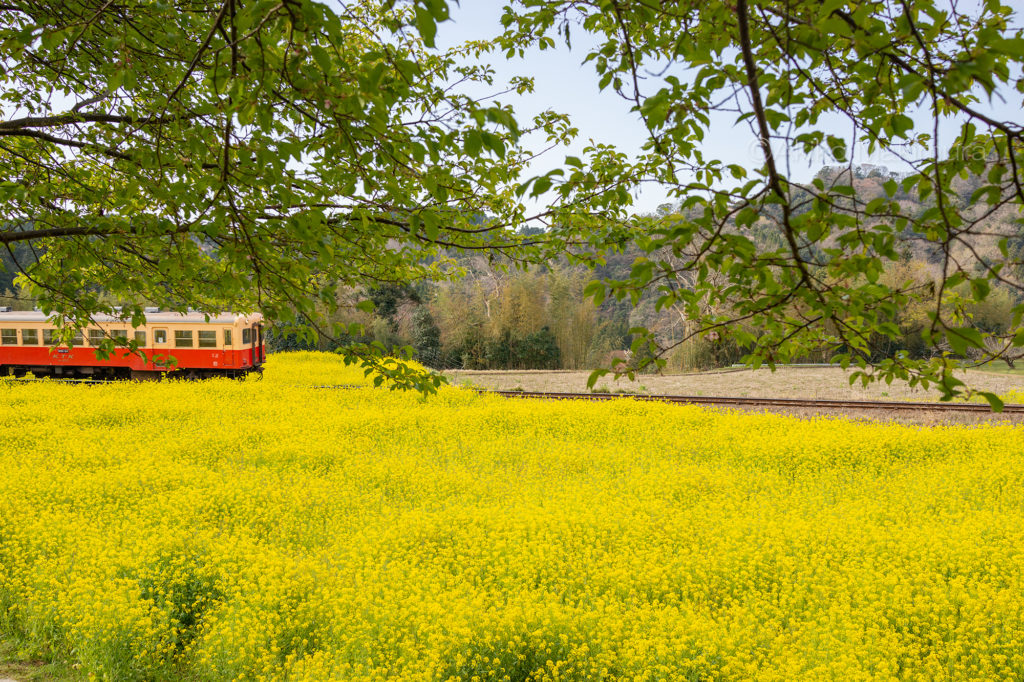 菜の花畑をかけぬける小湊鉄道