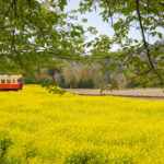 何度でも願う全線開通　小湊鉄道