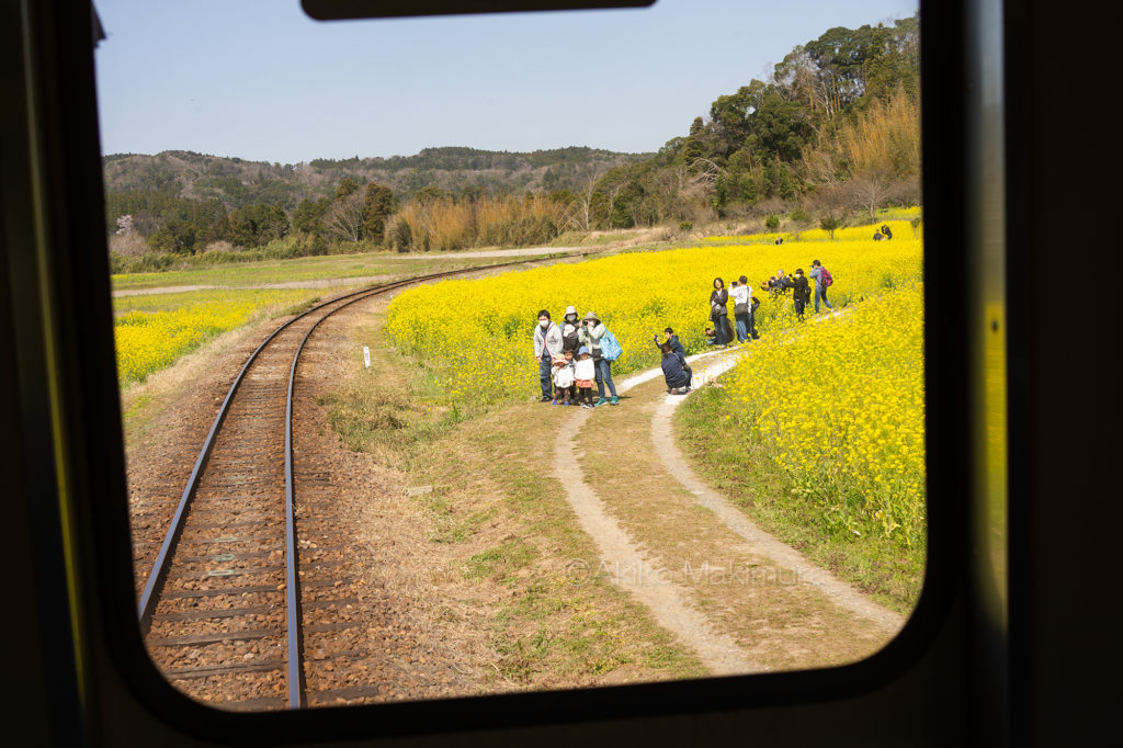 菜の花の石神地区を走る小湊鉄道