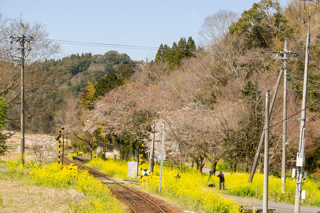菜の花と桜の小湊鉄道の上総大久保駅に近づく列車