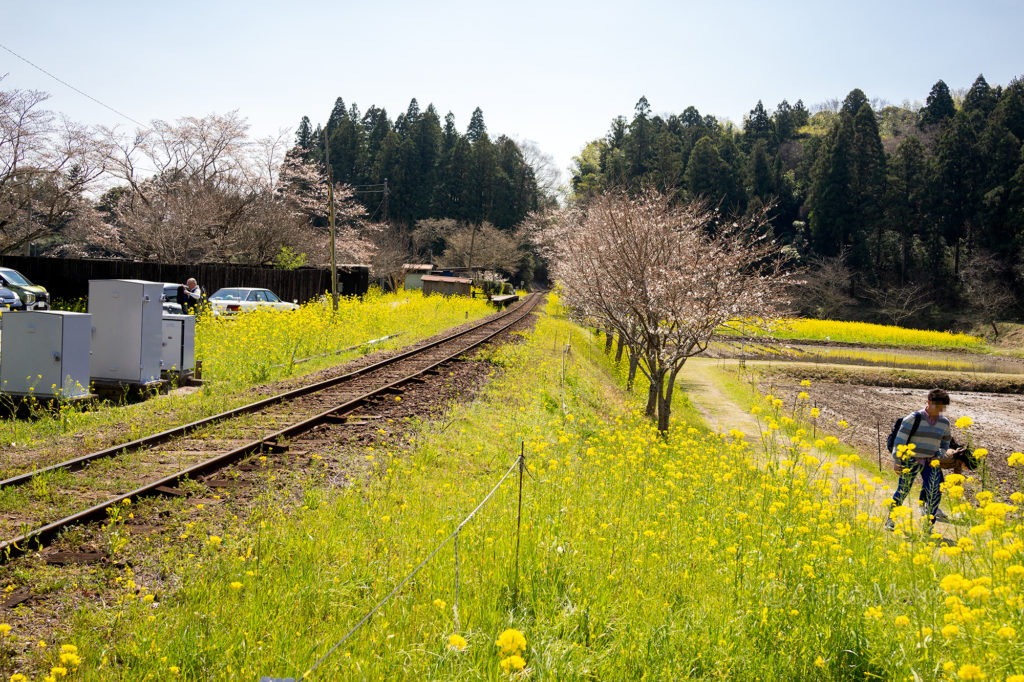 小湊鉄道の飯給（いたぶ）駅の菜の花と3分咲きの桜
