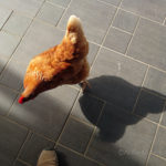 比内地鶏は雌ばかりに驚くの巻