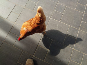 比内地鶏は雌ばかりに驚くの巻