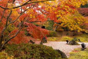 もみじ燃ゆる円通院