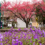 動画でみる春のわたらせ渓谷鉄道　桜と花桃の里