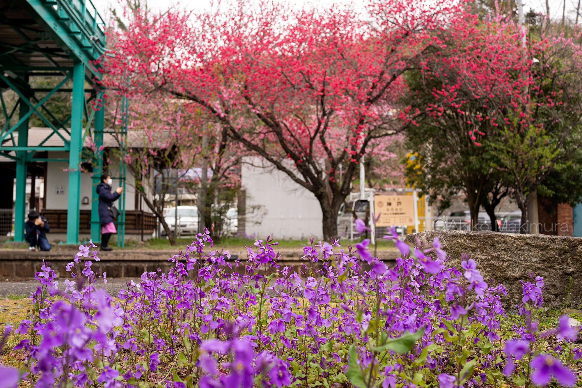 動画でみる春のわたらせ渓谷鉄道　桜と花桃の里