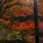 目指すは塔ノ沢　徒歩でしかたどりつけない駅　【2021年晩秋の箱根路】