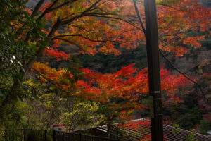 目指すは塔ノ沢　徒歩でしかたどりつけない駅　【2021年晩秋の箱根路】