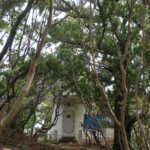 「天然記念物の島」にあるのは森と神社と江須埼灯台だけ