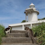 港から六島灯台まで、ずっと4匹の猫がついてきた