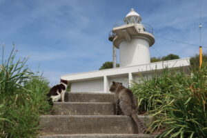 港から六島灯台まで、ずっと4匹の猫がついてきた